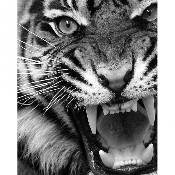 DIY Diamond Painting - Dieren PIX-2463