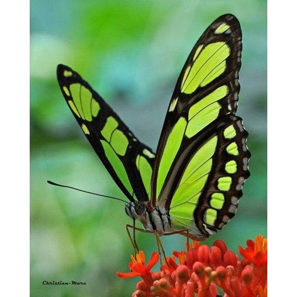 DIY Diamond Painting - Dieren PIX-2306