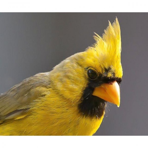 DIY Diamond Painting - Dieren PIX-2394