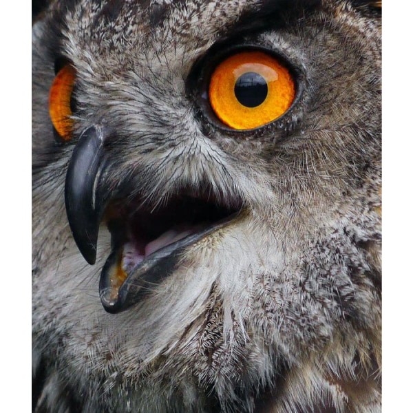 DIY Diamond Painting - Dieren PIX-2465