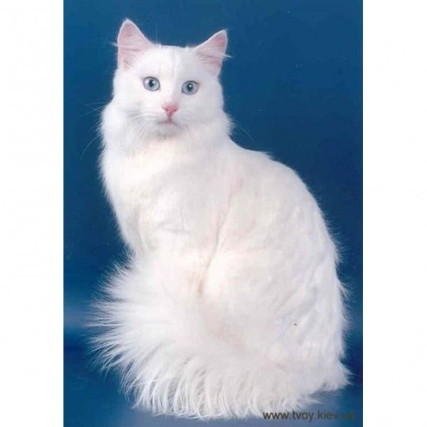 DIY Diamond Painting - Dieren PIX-2359