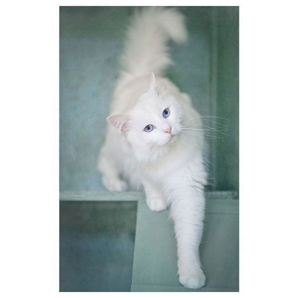 DIY Diamond Painting - Dieren PIX-2363