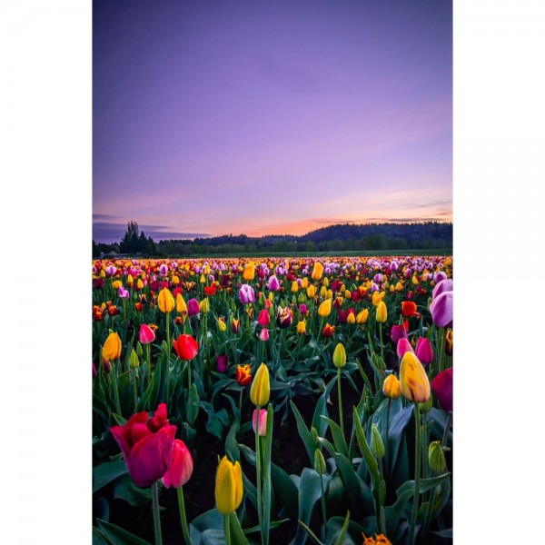 DIY Diamant Schilderij - Fantasie PIX-2066