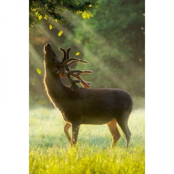 DIY Diamond Painting - Dieren PIX-2297