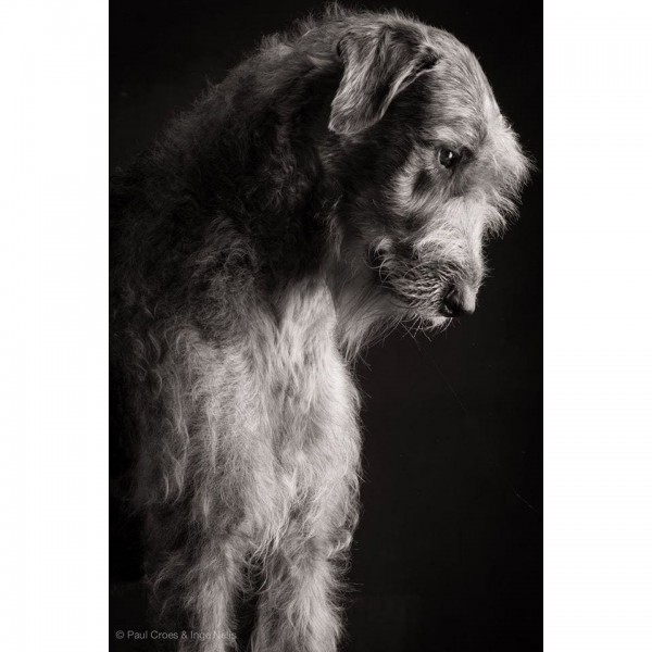 DIY Diamond Painting - Dieren PIX-2323