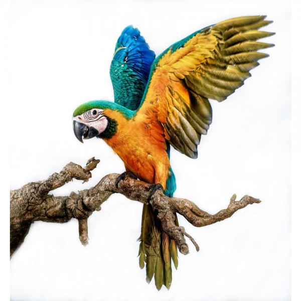 DIY Diamond Painting - Dieren PIX-2441