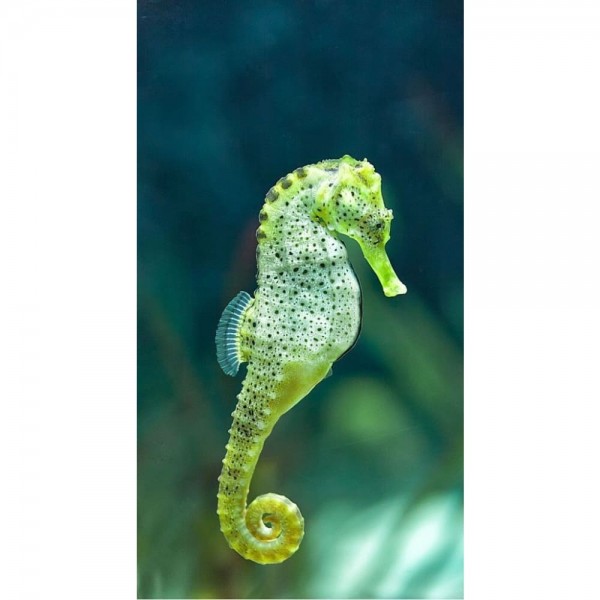 DIY Diamond Painting - Dieren PIX-2303