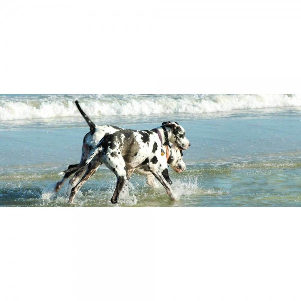 DIY diamant schilderij - Great Dane Beach PIX-1184