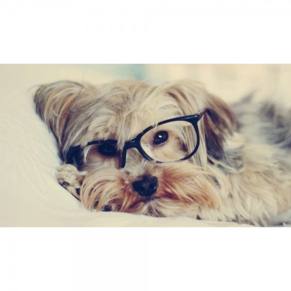 DIY Diamond Painting - Yorkie-studie PIX-1193