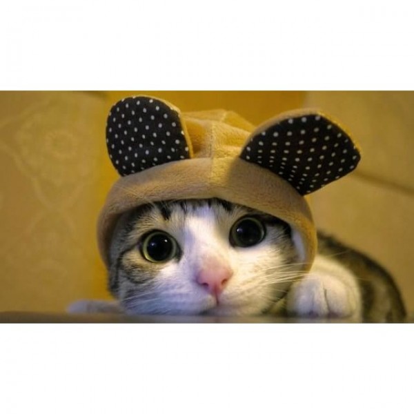 DIY diamant schilderij - kat PIX-1393