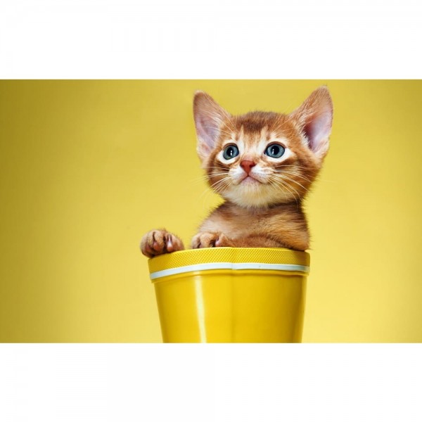 DIY Diamond Painting - Kat PIX-1364