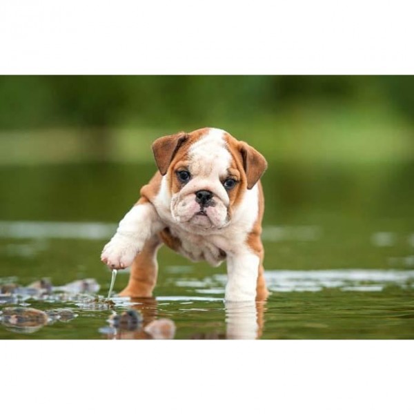 DIY Diamond Painting - Puppies Bulldog Lover PIX-377