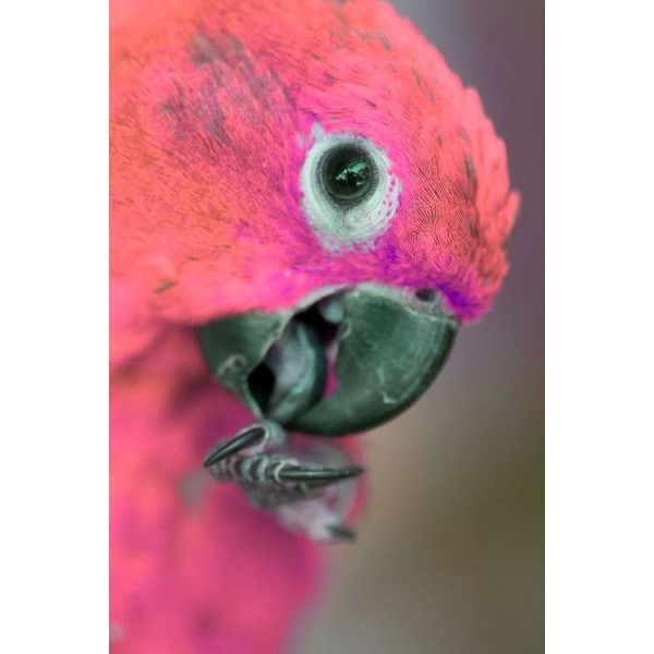 DIY Diamond Painting - Dieren PIX-2371