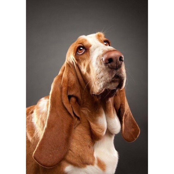 DIY Diamond Painting - Dieren PIX-2418