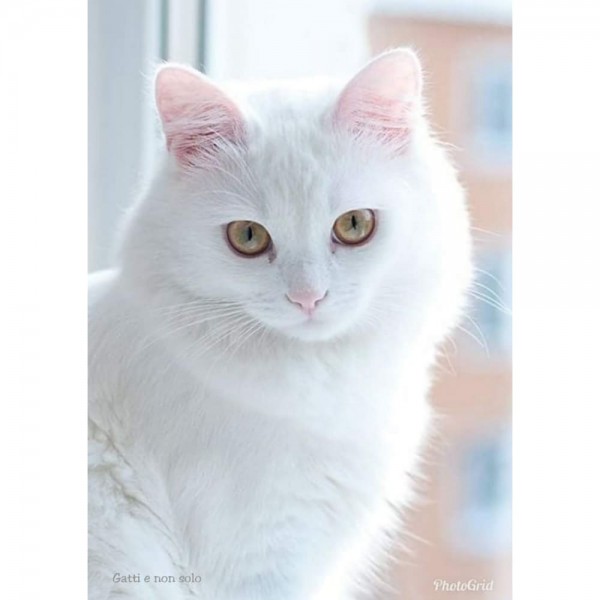 DIY Diamond Painting - Dieren PIX-2320