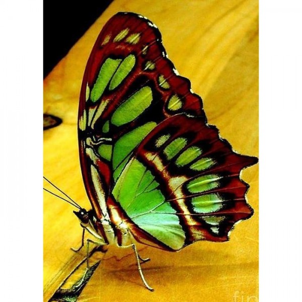 DIY Diamond Painting - Dieren PIX-2294