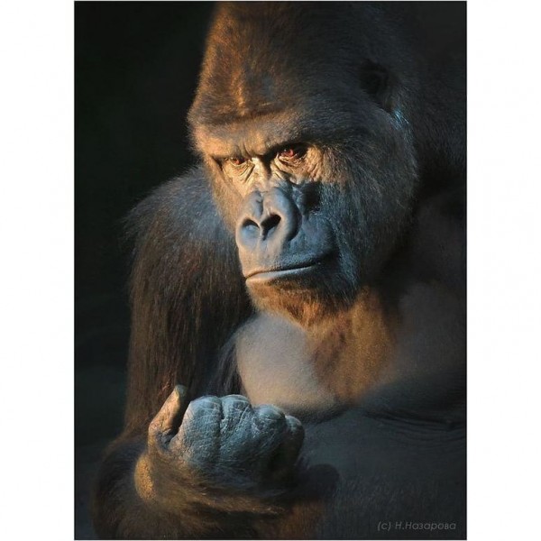 DIY Diamond Painting - Dieren PIX-2284