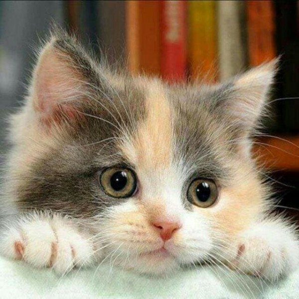 DIY Diamond Painting - Kat PIX-1326