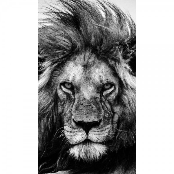 DIY Diamond Painting - Dieren PIX-2461