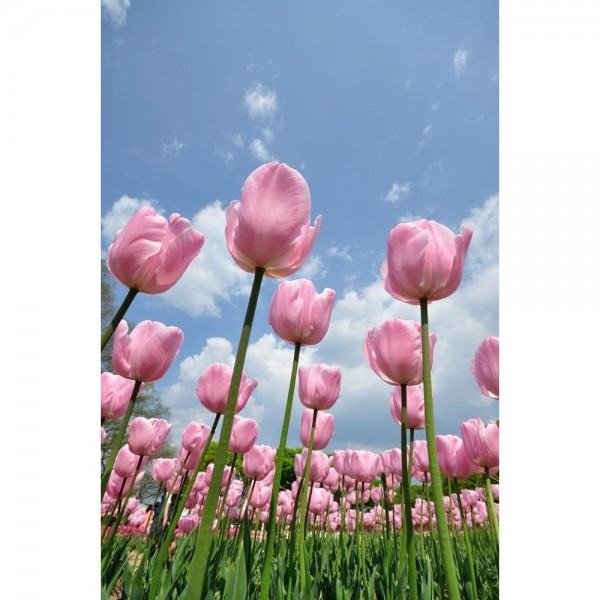 DIY Diamant Schilderij - Fantasie PIX-2072