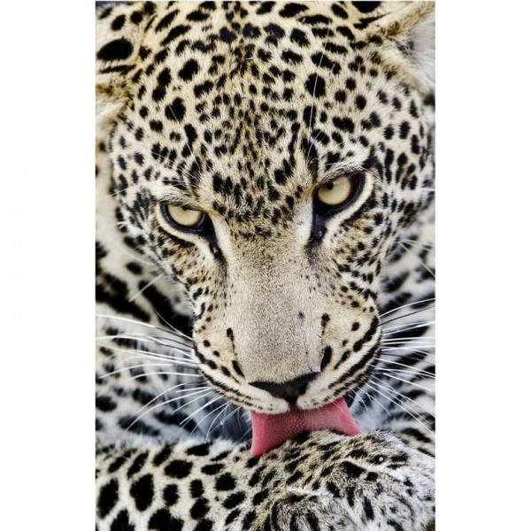DIY diamant schilderij - Dieren PIX-2442