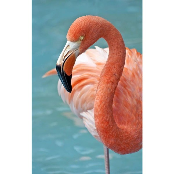 DIY Diamond Painting - Dieren PIX-2404