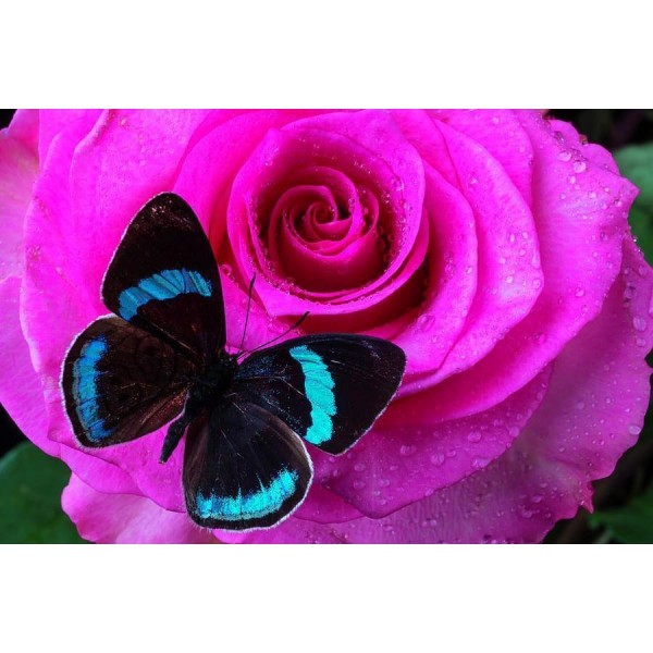 DIY Diamond Painting - Bloem PIX-746