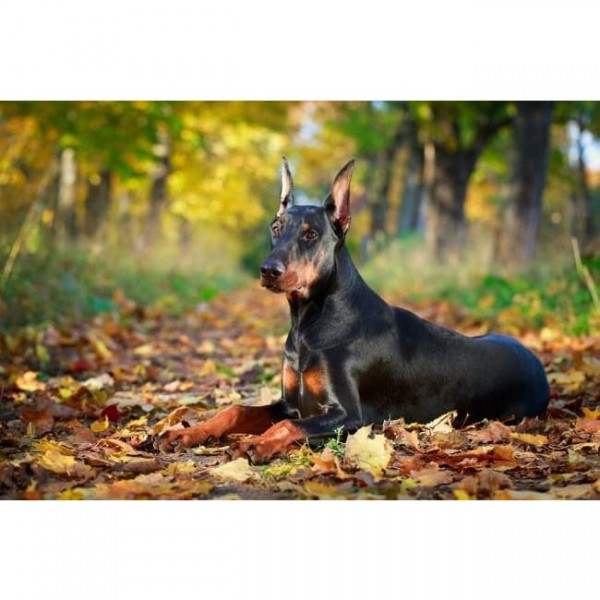 DIY diamant schilderij - Doberman Park PIX-628