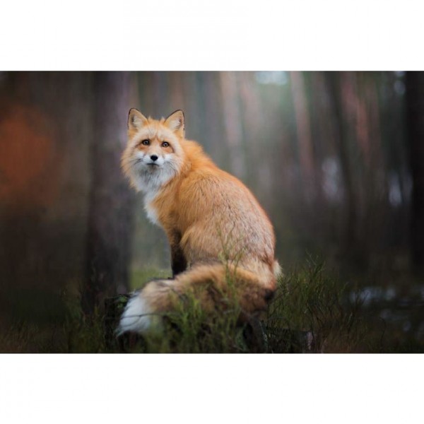 DIY Diamond Painting - Fox Night Forest PIX-366