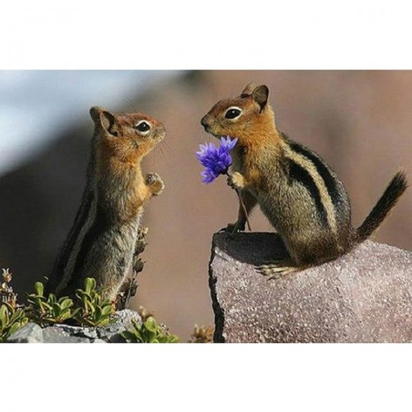 DIY Diamond Painting - Chipmunk Love PIX-523