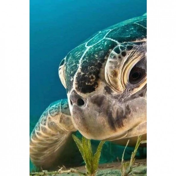 DIY Diamond Painting - Dieren PIX-2370