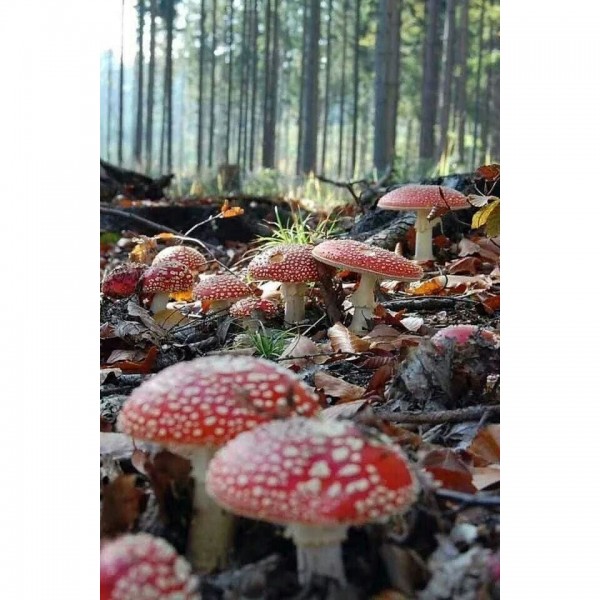 DIY Diamant Schilderij - Fantasie PIX-1915