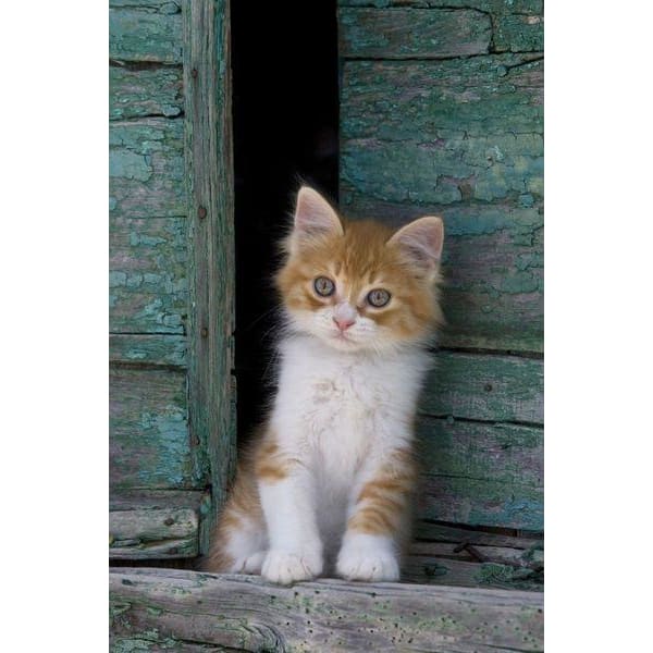 DIY Diamond Painting - Dieren PIX-2386