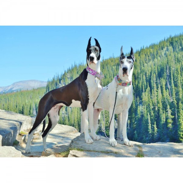 DIY Diamond Painting - Great Dane Love PIX-1180