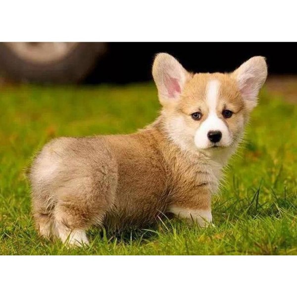 DIY Diamond Painting - Corgi Dog PIX-609
