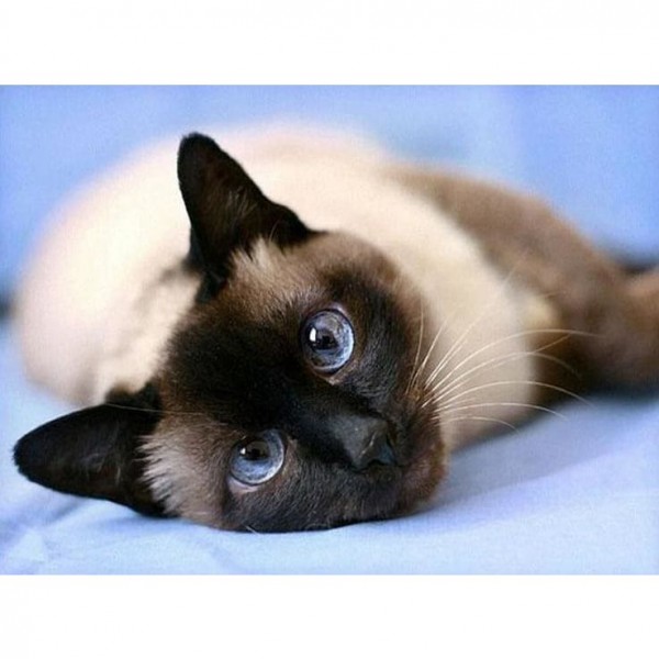 DIY diamant schilderij - slapende kat PIX-193