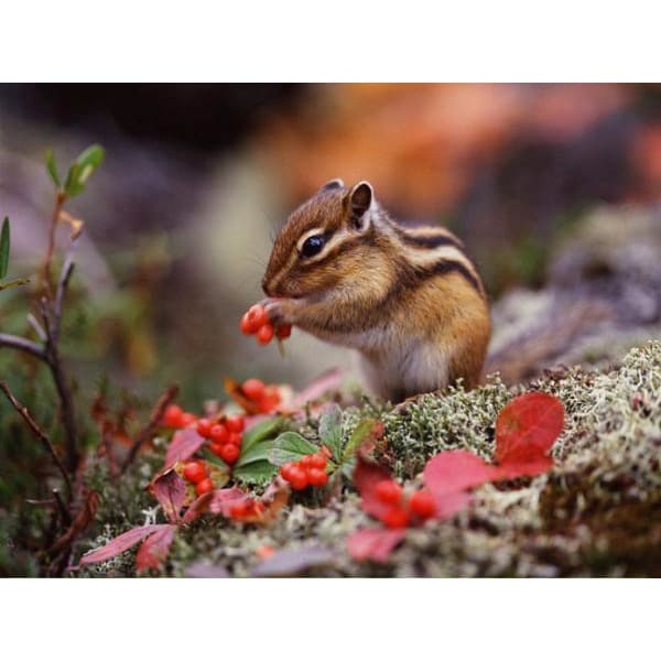 DIY diamant schilderij - Chipmunk schattig PIX-525