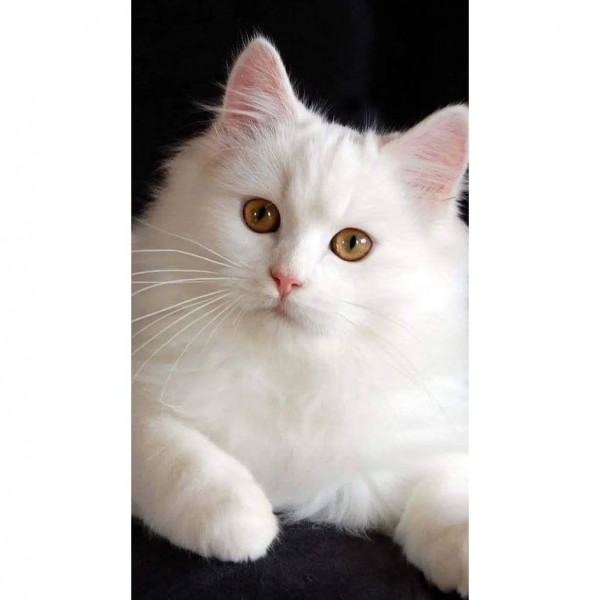 DIY Diamond Painting - Dieren PIX-2366