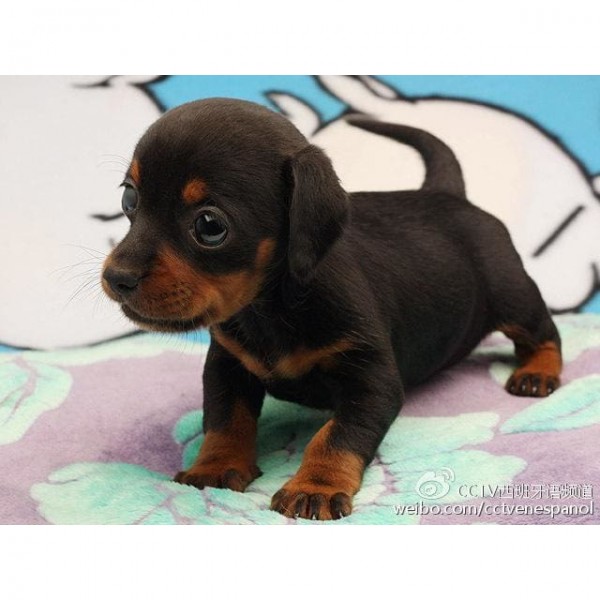 DIY Diamond Painting - Dobermann Pinscher Puppy PIX-627