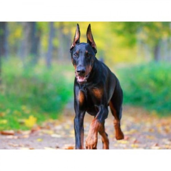 DIY Diamond Painting - Dobermann Pinscher Cross PIX-625