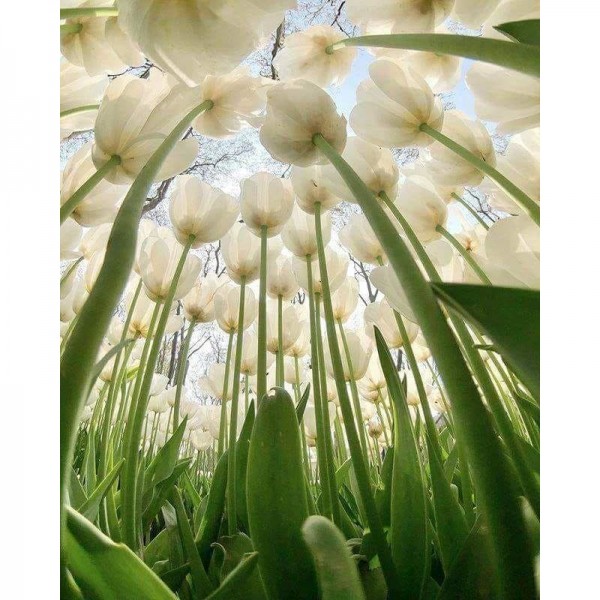 DIY Diamant Schilderij - Fantasie PIX-1921