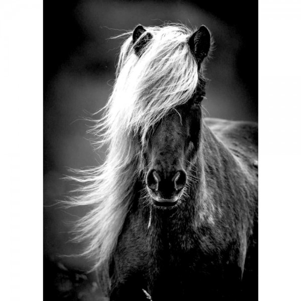 DIY Diamond Painting - Dieren PIX-2348