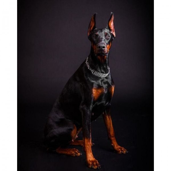 DIY diamant schilderij - Doberman foto PIX-626