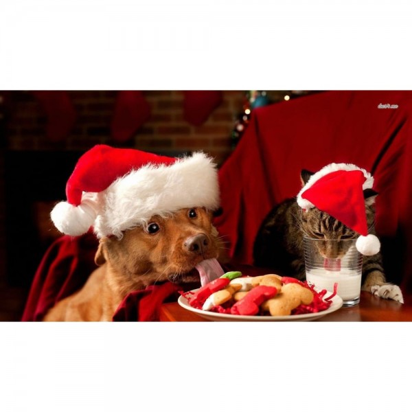 DIY Diamond Painting - Dog And Cat Christmas Eat PIX-362