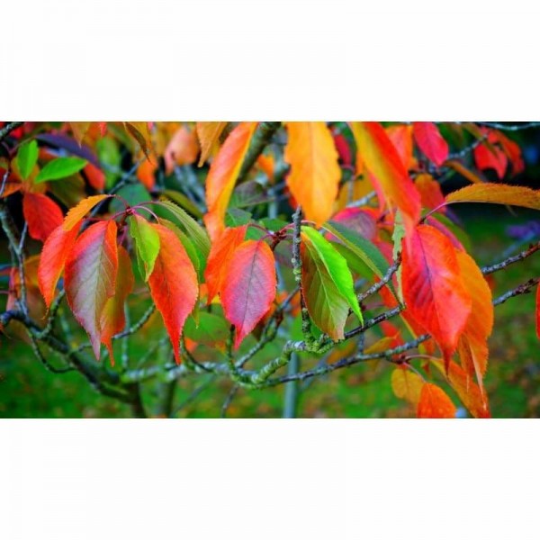 Herfst Gekleurde Bladeren - Volledige Boor Diamant Schilderij Abstract