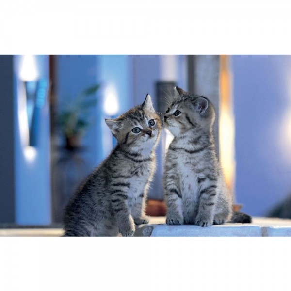 DIY Diamant Schilderij - Kat PIX-1401