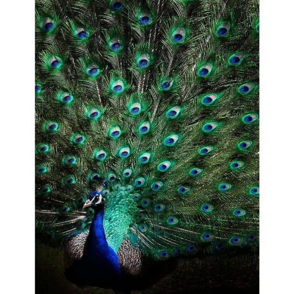 DIY Diamond Painting - Dieren PIX-2480