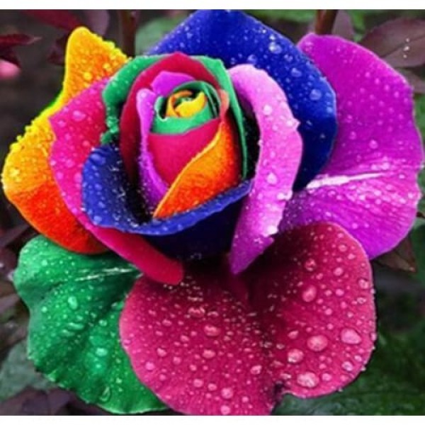 DIY Diamond Painting - Rainbow Rose PIX-600