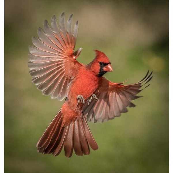 DIY Diamond Painting - Kardinaalvlucht PIX-537
