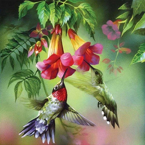 Twee etende kolibries